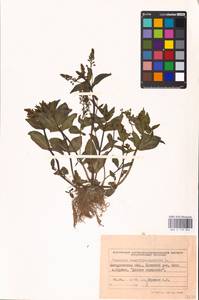 MHA 0 159 854, Veronica anagallis-aquatica L., Eastern Europe, West Ukrainian region (E13) (Ukraine)