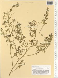 Lotus brunneri Webb, Africa (AFR) (Cape Verde)