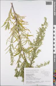 Artemisia dubia Wall. ex Besser, Eastern Europe, Central region (E4) (Russia)