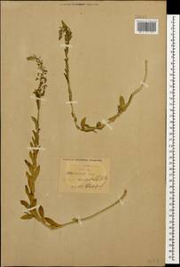 Lepidium campestre (L.) W.T. Aiton, Caucasus, Krasnodar Krai & Adygea (K1a) (Russia)