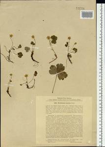 Geum ternatum subsp. ternatum, Siberia, Russian Far East (S6) (Russia)