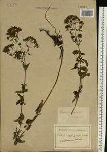 Origanum vulgare L., Eastern Europe, South Ukrainian region (E12) (Ukraine)