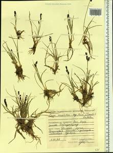 Carex saxatilis L., Siberia, Central Siberia (S3) (Russia)