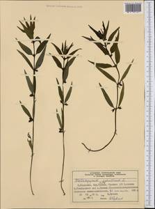 Melampyrum sylvaticum L., Western Europe (EUR) (Norway)