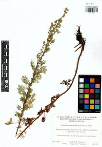 Artemisia stechmanniana Besser, Siberia, Baikal & Transbaikal region (S4) (Russia)