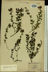 Chamaecytisus austriacus (L.) Link, Eastern Europe, South Ukrainian region (E12) (Ukraine)