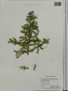 Juniperus communis var. saxatilis Pall., Siberia, Baikal & Transbaikal region (S4) (Russia)