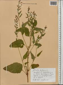 Atriplex hortensis L., Eastern Europe, Moscow region (E4a) (Russia)