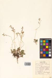 Draba ussuriensis Pohle, Siberia, Russian Far East (S6) (Russia)