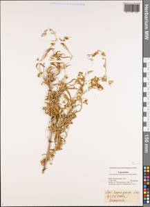 Polygonaceae, Middle Asia, Karakum (M6) (Turkmenistan)