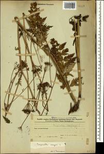 Pimpinella saxifraga L., Caucasus, Azerbaijan (K6) (Azerbaijan)