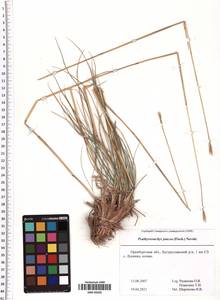 Psathyrostachys juncea (Fisch.) Nevski, Eastern Europe, Eastern region (E10) (Russia)