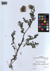 KUZ 018 197, Phacelia tanacetifolia Benth., Siberia, Altai & Sayany Mountains (S2) (Russia)
