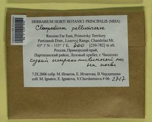 Claopodium pellucinerve (Mitt.) Best, Bryophytes, Bryophytes - Russian Far East (excl. Chukotka & Kamchatka) (B20) (Russia)