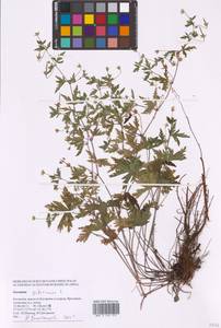 Geranium sibiricum L., Eastern Europe, Central forest region (E5) (Russia)