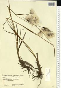 Eriophorum angustifolium Honck., Eastern Europe, West Ukrainian region (E13) (Ukraine)