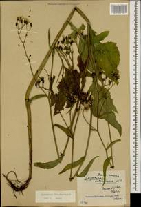Lapsana communis subsp. intermedia (M. Bieb.) Hayek, Caucasus, Krasnodar Krai & Adygea (K1a) (Russia)