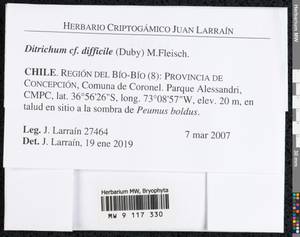 Ditrichum difficile (Duby) M. Fleisch., Bryophytes, Bryophytes - America (BAm) (Chile)