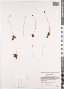 Saxifraga cespitosa, Siberia, Western Siberia (S1) (Russia)