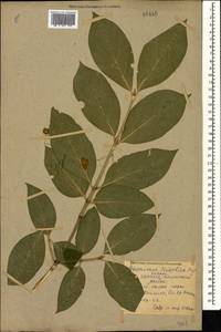 Euonymus leiophloeus Stev., Caucasus, Krasnodar Krai & Adygea (K1a) (Russia)