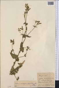 Silene ovalifolia (Regel & Schmalh.) Melzheimer, Middle Asia, Western Tian Shan & Karatau (M3) (Kazakhstan)