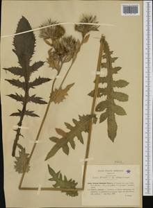 Cirsium dissimile, Western Europe (EUR) (Italy)