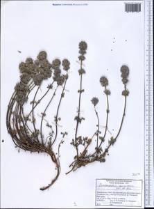 Dracocephalum stamineum Kar. & Kir., Middle Asia, Pamir & Pamiro-Alai (M2) (Tajikistan)