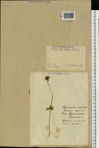 Ranunculus sceleratus L., Eastern Europe, North-Western region (E2) (Russia)