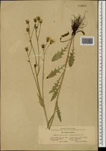 Crepis biennis L., Eastern Europe, Central region (E4) (Russia)