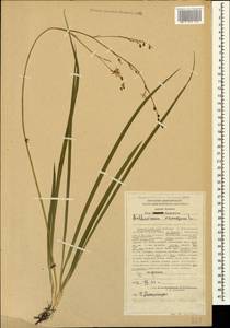 Anthericum ramosum L., Caucasus, Stavropol Krai, Karachay-Cherkessia & Kabardino-Balkaria (K1b) (Russia)