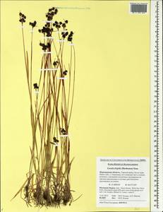 Luzula multiflora subsp. frigida (Buch.) V.I. Krecz., Eastern Europe, Northern region (E1) (Russia)