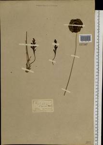 Oreomecon nudicaulis subsp. nudicaulis, Siberia (no precise locality) (S0) (Russia)