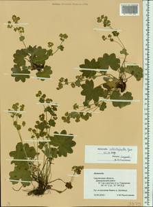 Alchemilla schistophylla Juz., Eastern Europe, Western region (E3) (Russia)
