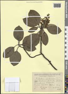 Arbutus andrachne L., Caucasus, Armenia (K5) (Armenia)