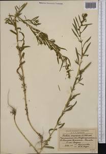 Bassia scoparia (L.) Beck, Middle Asia, Northern & Central Kazakhstan (M10) (Kazakhstan)