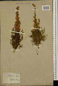 Delphinium ajacis L., Caucasus (no precise locality) (K0)