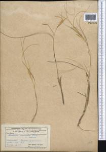 Stipagrostis pennata (Trin.) De Winter, Middle Asia, Caspian Ustyurt & Northern Aralia (M8) (Kazakhstan)