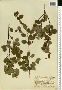 Betula humilis Schrank, Eastern Europe, Moscow region (E4a) (Russia)