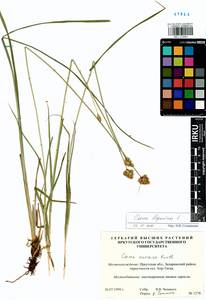 Carex leporina L., Siberia, Baikal & Transbaikal region (S4) (Russia)