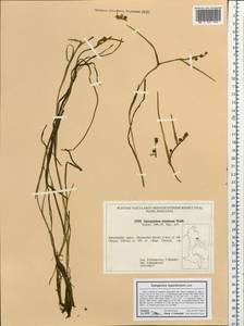 Sparganium hyperboreum Laest. ex Beurl., Siberia, Chukotka & Kamchatka (S7) (Russia)