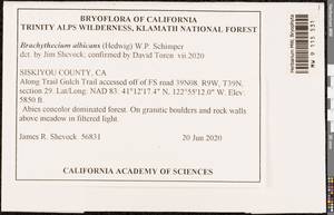 Brachythecium albicans (Hedw.) Schimp., Bryophytes, Bryophytes - America (BAm) (United States)