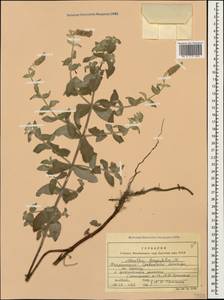 Mentha longifolia (L.) L., Caucasus, Armenia (K5) (Armenia)