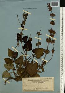 Salvia verticillata L., Eastern Europe, Moscow region (E4a) (Russia)