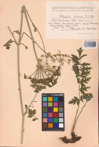 Seseli libanotis (L.) W.D.J.Koch, Eastern Europe, Eastern region (E10) (Russia)