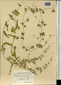 Cynanchum acutum subsp. sibiricum (Willd.) Rech. fil., Mongolia (MONG) (Mongolia)