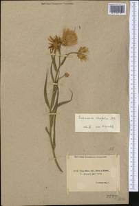 Gelasia ensifolia (M.Bieb.) Zaika, Sukhor. & N.Kilian, Middle Asia, Northern & Central Kazakhstan (M10) (Kazakhstan)