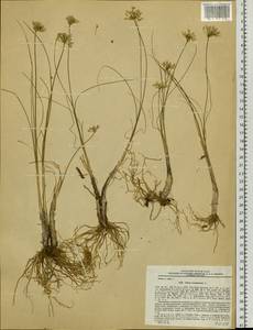 Allium tenuissimum L., Siberia, Baikal & Transbaikal region (S4) (Russia)