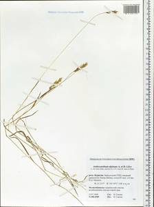 Anthoxanthum nipponicum Honda, Siberia, Baikal & Transbaikal region (S4) (Russia)