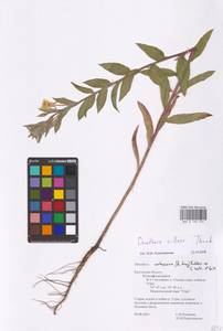 Oenothera villosa Thunb., Eastern Europe, Central region (E4) (Russia)