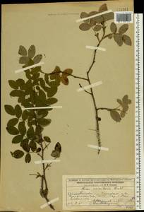 Rosa acicularis Lindl., Eastern Europe, Volga-Kama region (E7) (Russia)